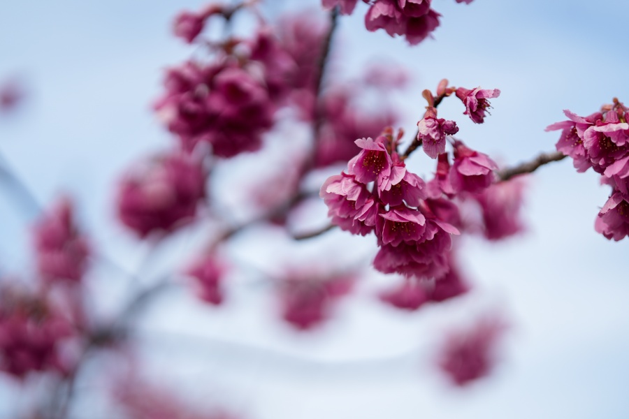 SONY α7CR + FE 50mm F1.4 GM