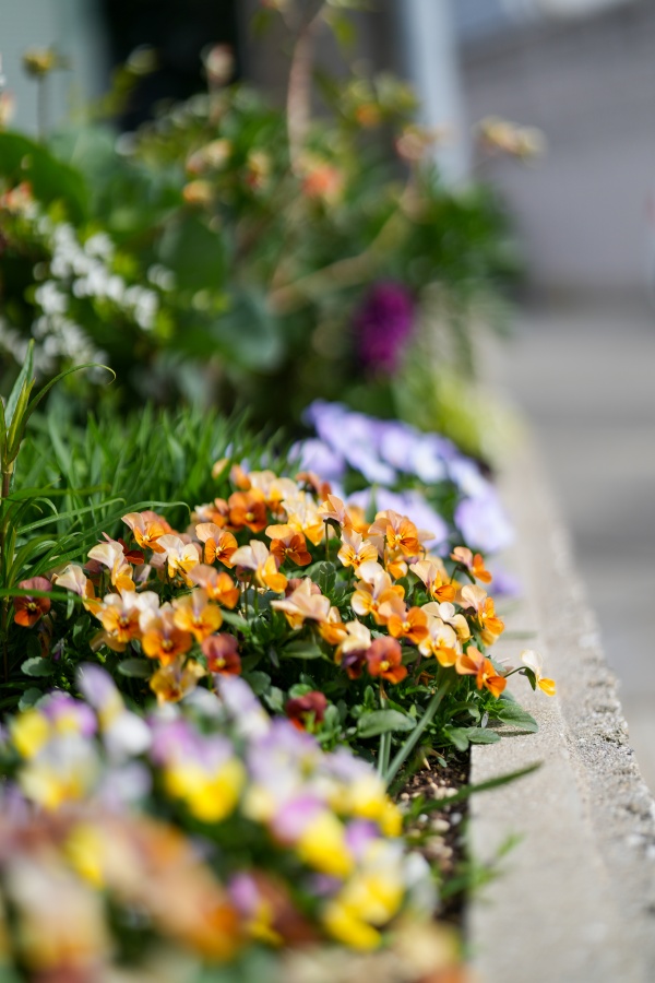 SONY α7CR + FE 50mm F1.4 GM