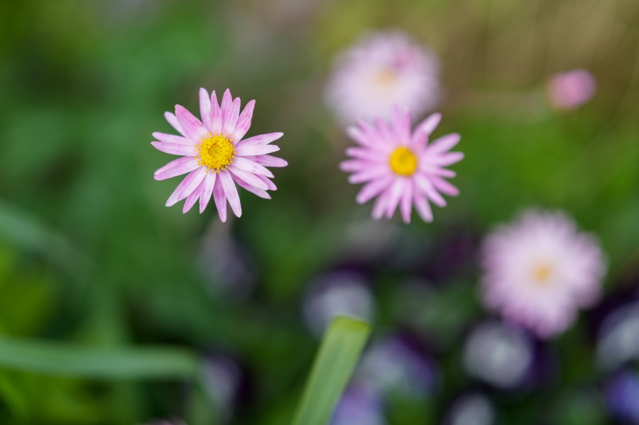 SONY α7CR + FE 50mm F1.4 GM