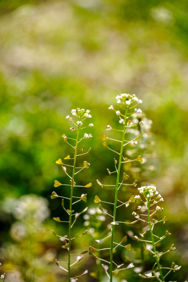 SONY α7CR + TAMRON 25-200mm F/2.8-5.6 Di III VXD