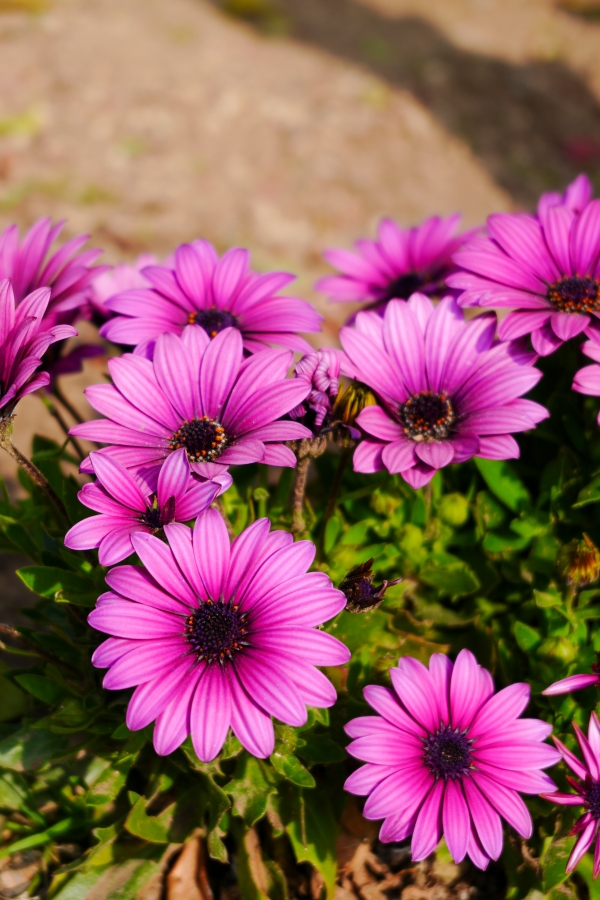 SONY α7CR + FE 28-60mm F4-5.6