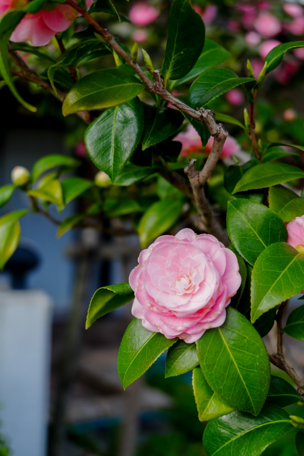 SONY α7CR + FE 28-60mm F4-5.6