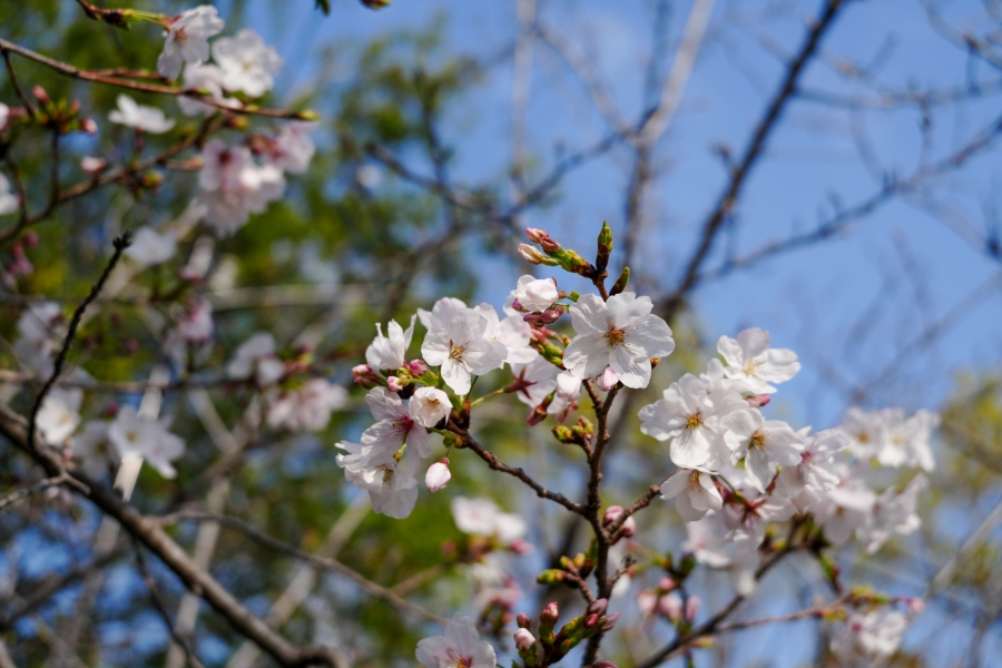 SONY α7CR + FE 28-60mm F4-5.6