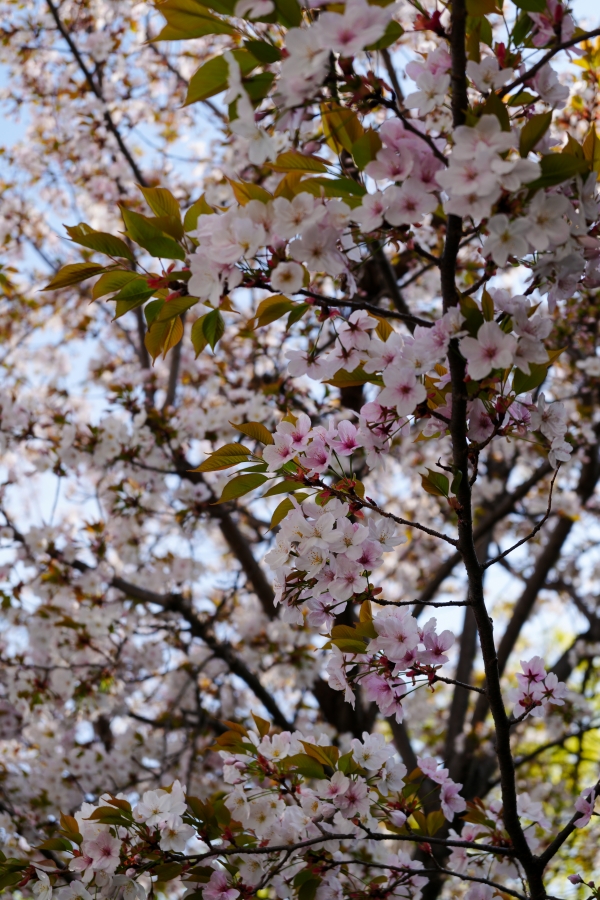 SONY α7CR + FE 28-60mm F4-5.6