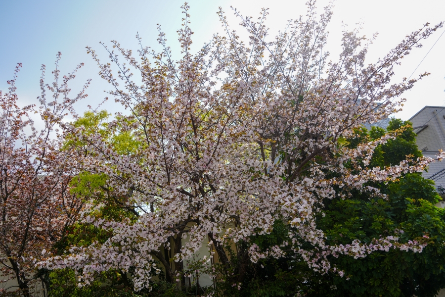 SONY α7CR + FE 28-60mm F4-5.6