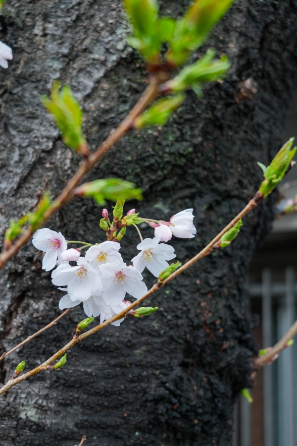 SONY α7CR + FE 28-60mm F4-5.6