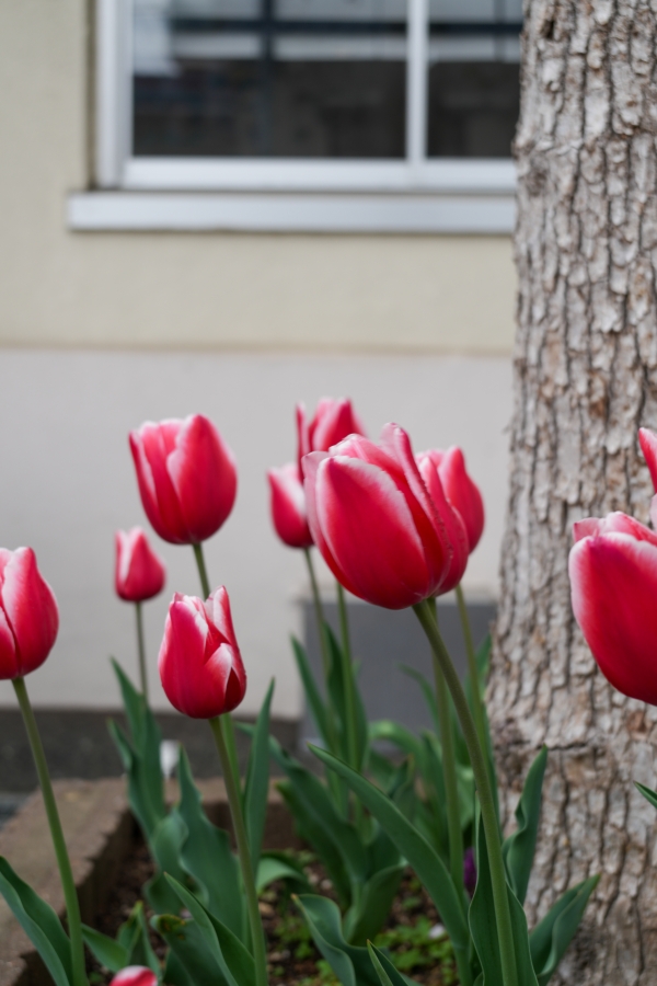 SONY α7CR + FE 28-60mm F4-5.6