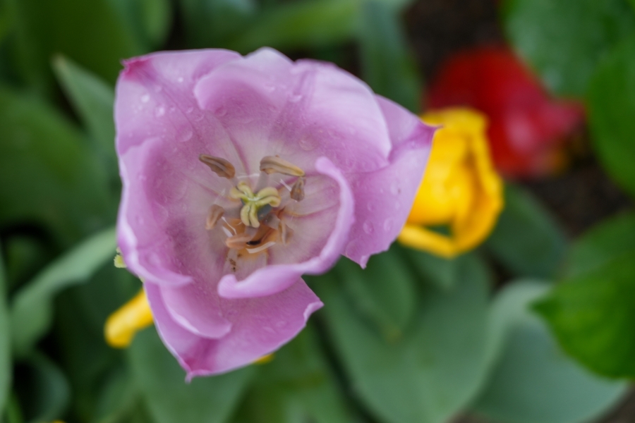 SONY α7CR + FE 28-60mm F4-5.6