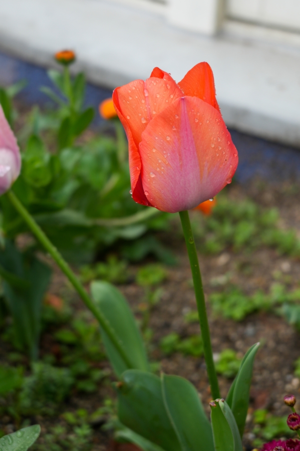 SONY α7CR + FE 28-60mm F4-5.6