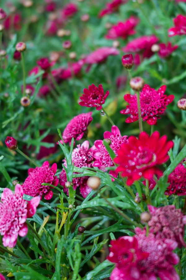 SONY α7CR + FE 28-60mm F4-5.6