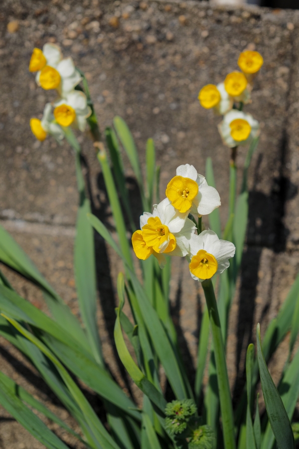 OM SYSTEM OM-5 Mark II + M.ZUIKO DIGITAL ED 12-45mm F4 PRO