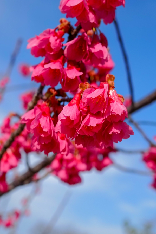 OM SYSTEM OM-5 Mark II + M.ZUIKO DIGITAL 25mm F1.8 II