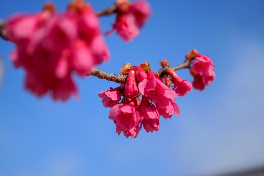 OM SYSTEM OM-5 Mark II + M.ZUIKO DIGITAL 25mm F1.8 II