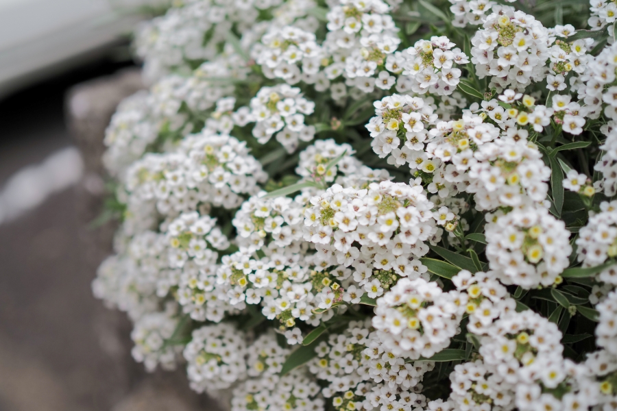 OM SYSTEM OM-5 Mark II + M.ZUIKO DIGITAL 25mm F1.8 II