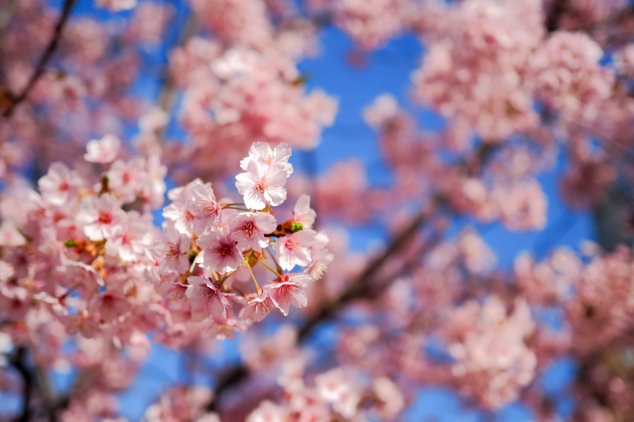 OM SYSTEM OM-5 Mark II + M.ZUIKO DIGITAL 25mm F1.8 II