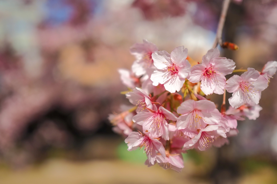 OM SYSTEM OM-5 Mark II + M.ZUIKO DIGITAL 25mm F1.8 II