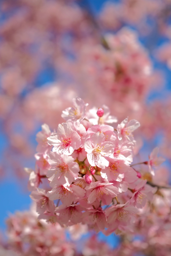 OM SYSTEM OM-5 Mark II + M.ZUIKO DIGITAL 25mm F1.8 II