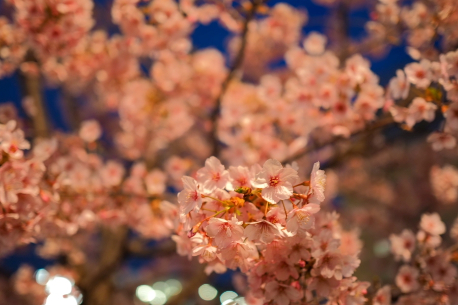 OM SYSTEM OM-5 Mark II + M.ZUIKO DIGITAL 25mm F1.8 II