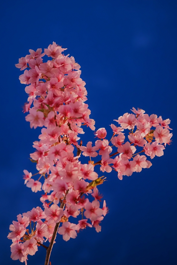 OM SYSTEM OM-5 Mark II + M.ZUIKO DIGITAL 25mm F1.8 II