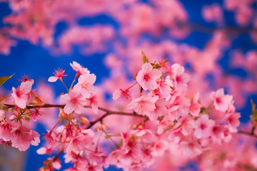 OM SYSTEM OM-5 Mark II + M.ZUIKO DIGITAL 25mm F1.8 II