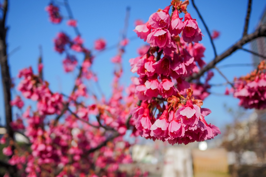 OM SYSTEM OM-5 Mark II + LUMIX G 14mm F2.5 II ASPH.