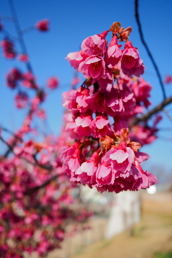 OM SYSTEM OM-5 Mark II + LUMIX G 14mm F2.5 II ASPH.