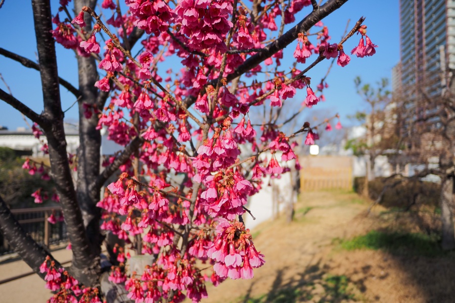 OM SYSTEM OM-5 Mark II + LUMIX G 14mm F2.5 II ASPH.