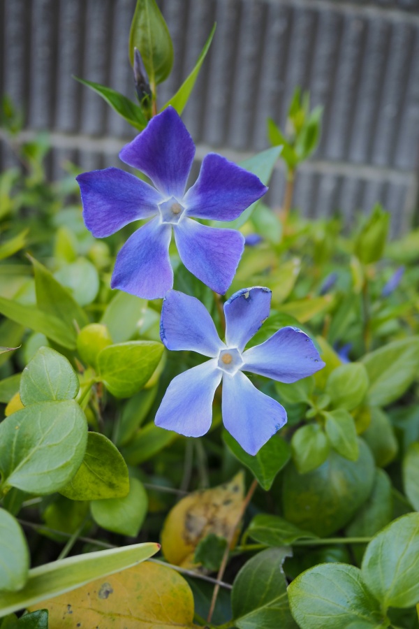 OM SYSTEM OM-5 Mark II + LUMIX G 14mm F2.5 II ASPH.