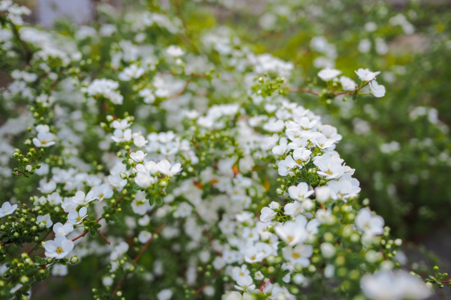 OM SYSTEM OM-5 Mark II + LUMIX G 14mm F2.5 II ASPH.