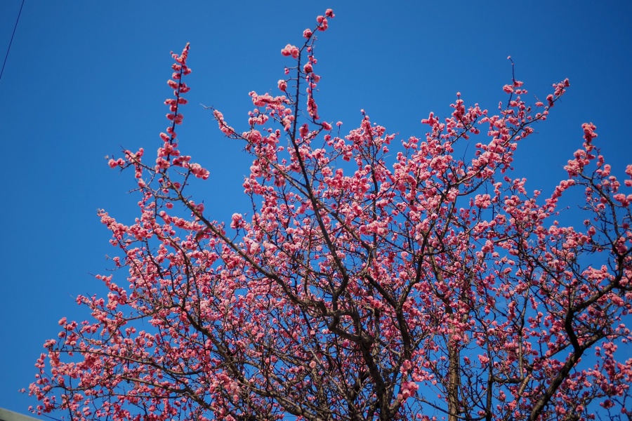 OM SYSTEM OM-5 Mark II + LUMIX G 14mm F2.5 II ASPH.