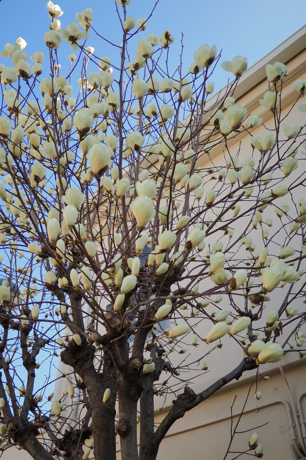 OM SYSTEM OM-5 Mark II + LUMIX G 14mm F2.5 II ASPH.