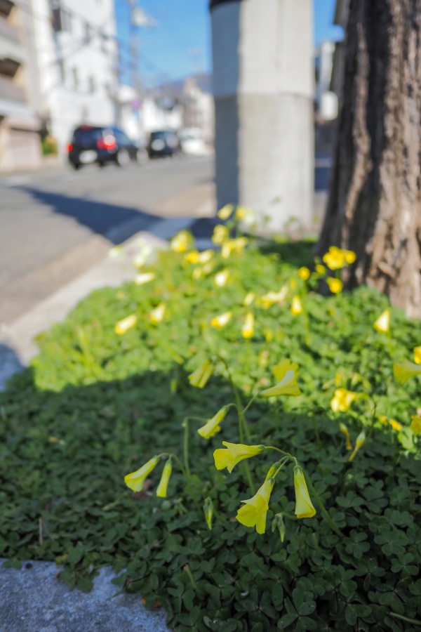 OM SYSTEM OM-5 Mark II + LUMIX G 14mm F2.5 II ASPH.