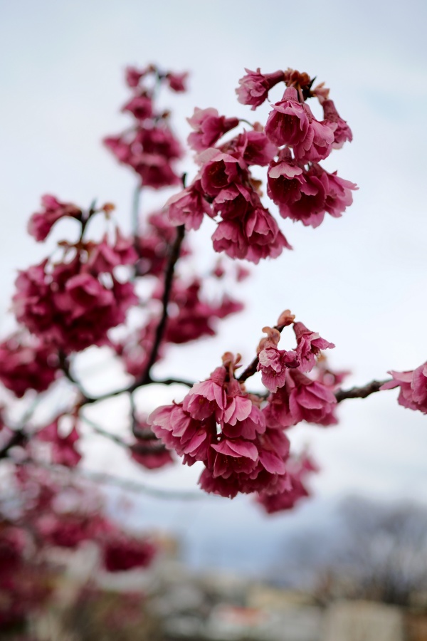 OM SYSTEM OM-3+ M.ZUIKO DIGITAL 17mm F1.8II