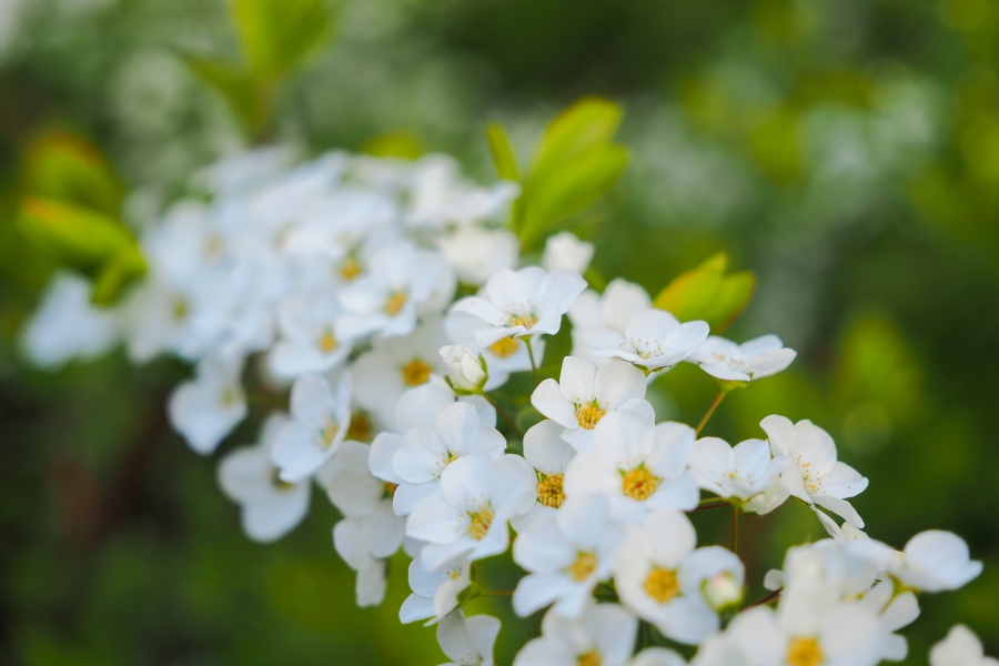 OM SYSTEM OM-5 Mark II + M.ZUIKO DIGITAL ED 12-45mm F4 PRO