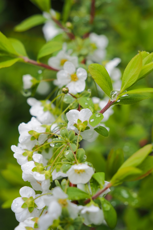 OM SYSTEM OM-5 Mark II + M.ZUIKO DIGITAL ED 12-45mm F4 PRO