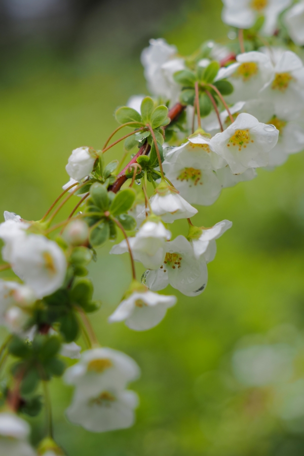 OM SYSTEM OM-5 Mark II + M.ZUIKO DIGITAL ED 12-45mm F4 PRO