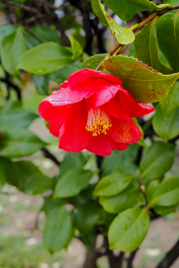 OM SYSTEM OM-5 Mark II + M.ZUIKO DIGITAL ED 12-45mm F4 PRO