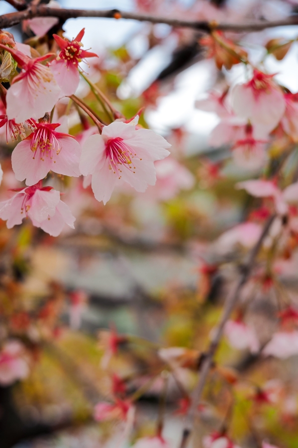 OM SYSTEM OM-5 Mark II + M.ZUIKO DIGITAL ED 12-45mm F4 PRO