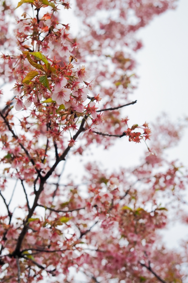 OM SYSTEM OM-5 Mark II + M.ZUIKO DIGITAL ED 12-45mm F4 PRO