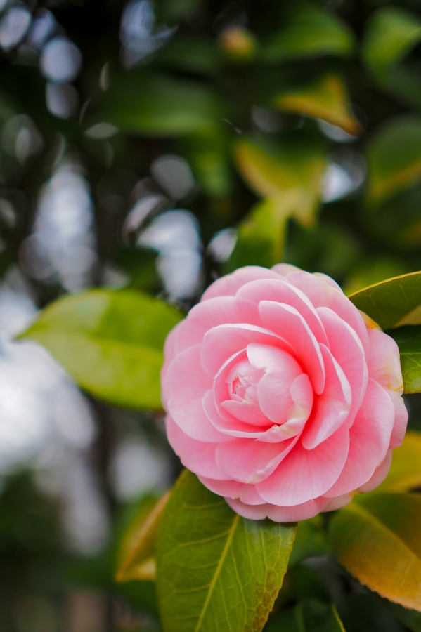 OM SYSTEM OM-5 Mark II + M.ZUIKO DIGITAL 25mm F1.8 II