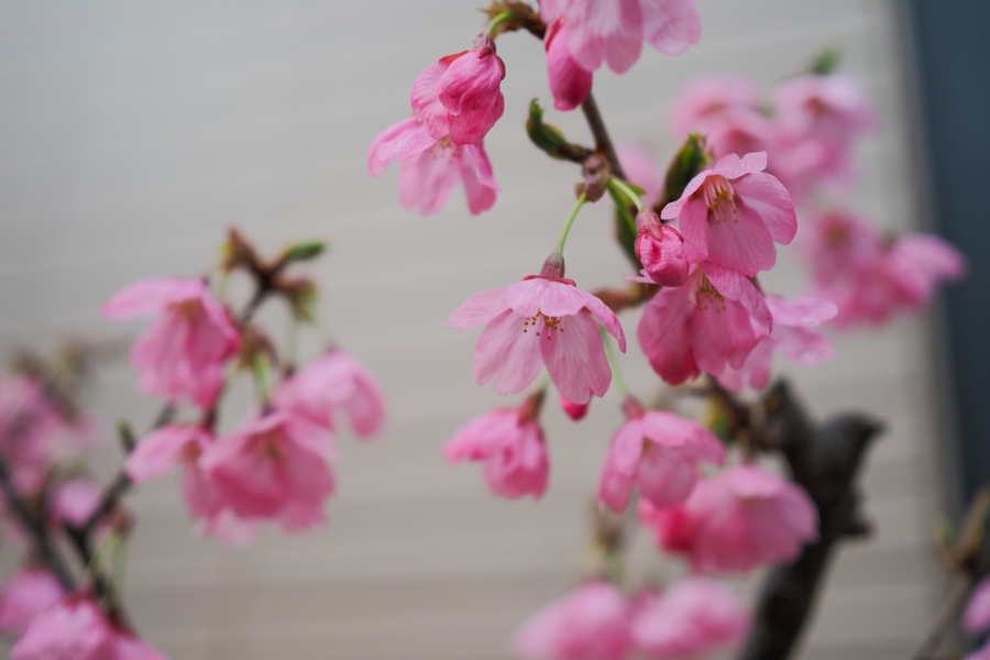 OM SYSTEM OM-5 Mark II + M.ZUIKO DIGITAL 25mm F1.8 II