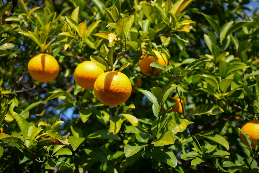 SONY α7CR + Sonnar T* FE 35mm F2.8 ZA