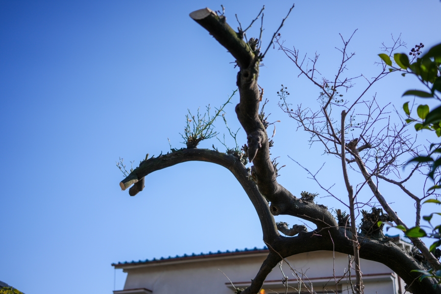 SONY α7CR + Sonnar T* FE 35mm F2.8 ZA