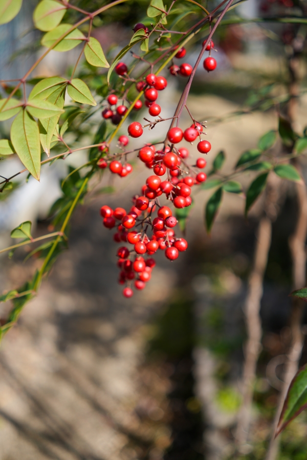 SONY α7CR + Sonnar T* FE 35mm F2.8 ZA