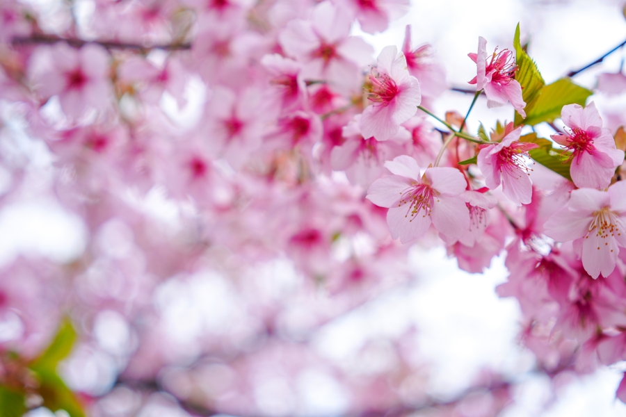 SONY α7CR + Sonnar T* FE 35mm F2.8 ZA