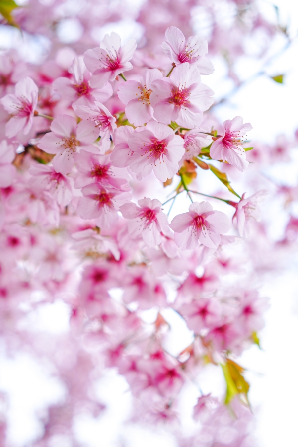 SONY α7CR + Sonnar T* FE 35mm F2.8 ZA