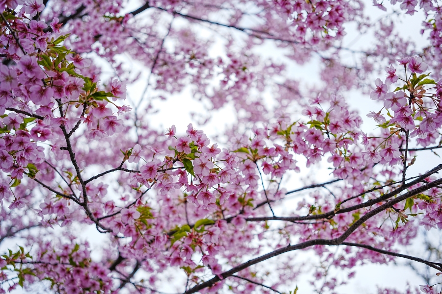 SONY α7CR + Sonnar T* FE 35mm F2.8 ZA