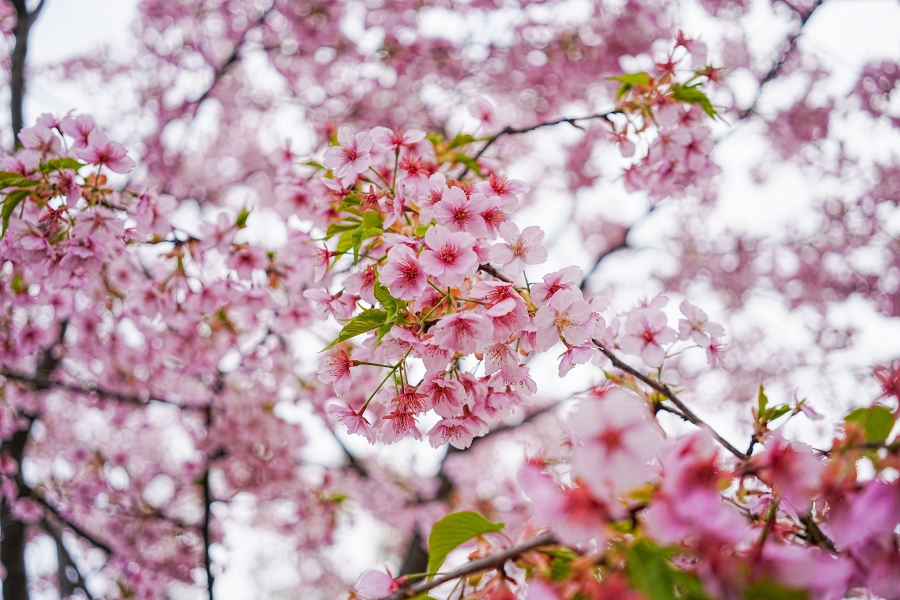 SONY α7CR + Sonnar T* FE 35mm F2.8 ZA