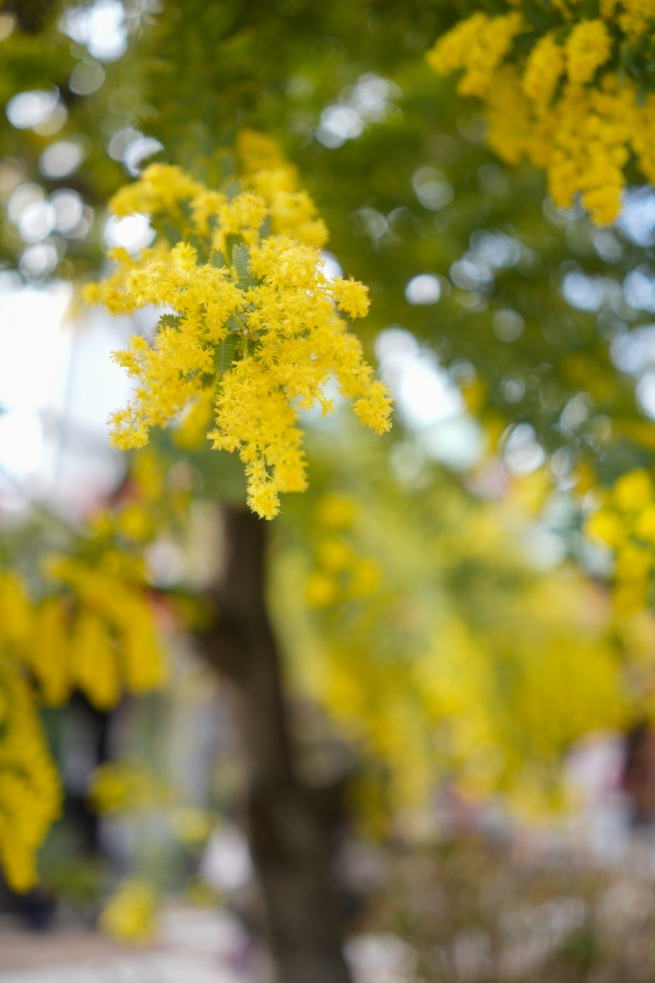 SONY α7CR + Sonnar T* FE 35mm F2.8 ZA