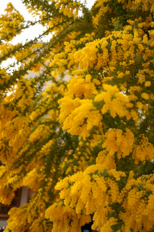 SONY α7CR + Sonnar T* FE 35mm F2.8 ZA